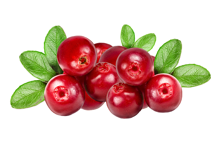 Cranberry cranberries to cure uti