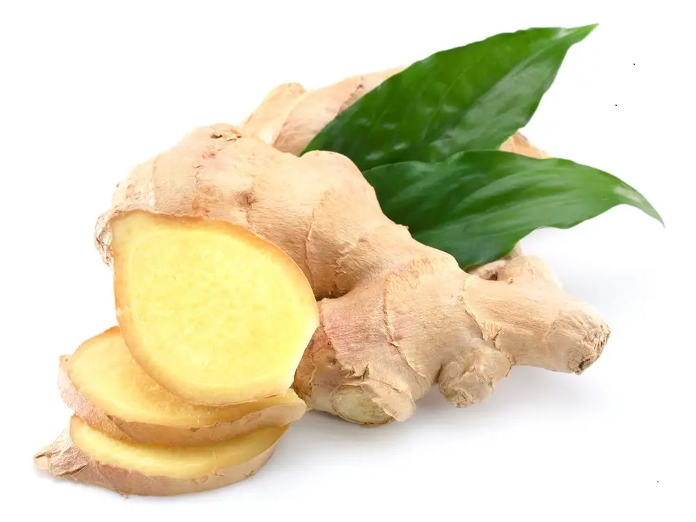 Ginger spicy aromatic root of rhizome plant family