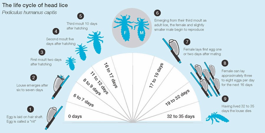 #3 What is lice, Life Cycle of Lice? What are Nymphs and Nits? ( Picture )